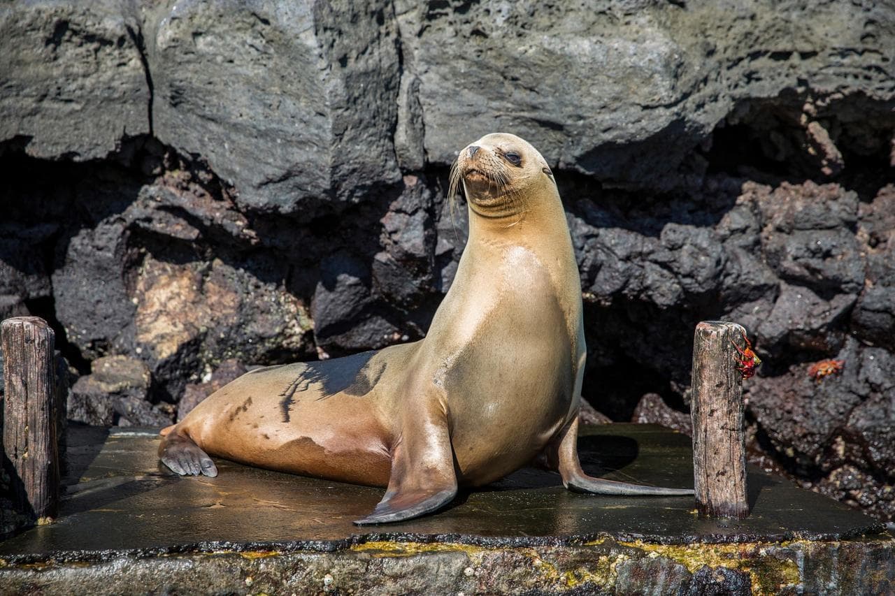 Diving with playful sea lions, marine iguanas, and colorful fish