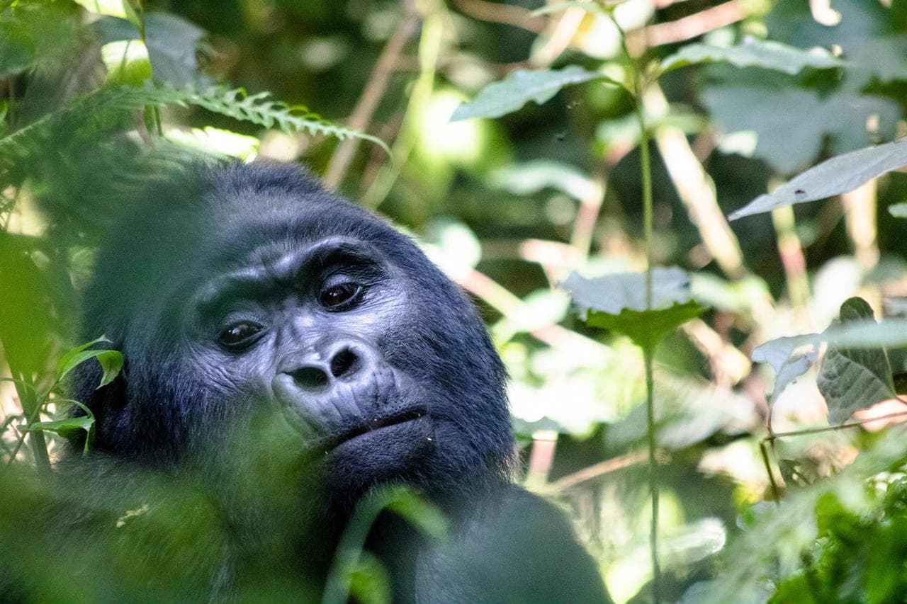 Mountain gorilla trekking in Bwindi Impenetrable National Park