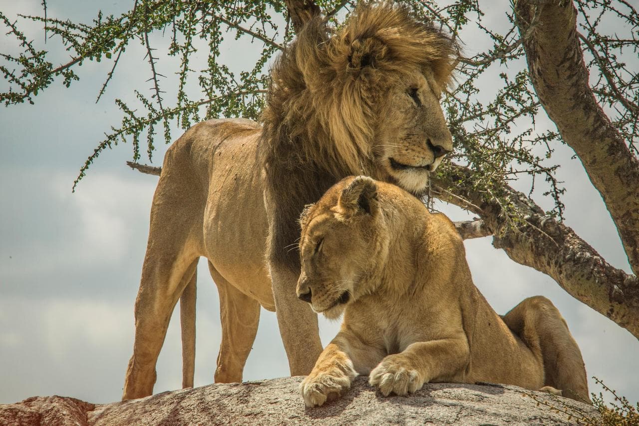 Unforgettable safari in Etosha National Park and its salt pan